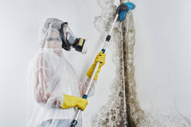 Best Toxic Mold Removal  in Windy Hills, KY