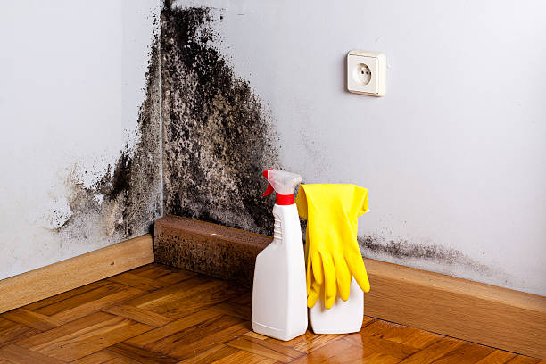 Best Same-Day Mold Removal  in Windy Hills, KY