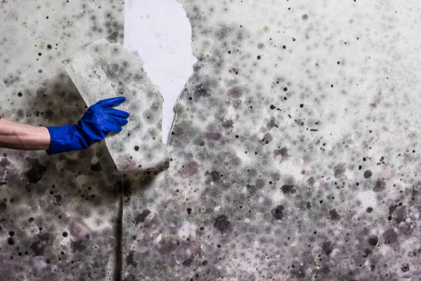 Best Emergency Mold Removal  in Windy Hills, KY