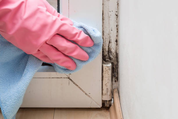 Best Attic Mold Removal  in Windy Hills, KY